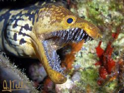 TEETH, JUST TEETH.
Tenerife, Canary Islands, Spain, past... by Arthur Telle Thiemann 